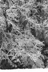 Winter Wonderland April 2016 - 2