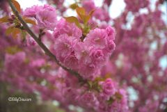 Cherry Blossoms L1000621