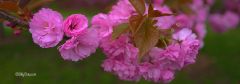 Cherry Blossoms L1000610