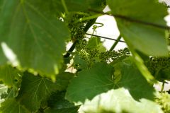 Grenache Blanc Flowering