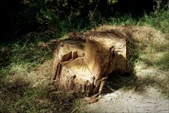 Stumped