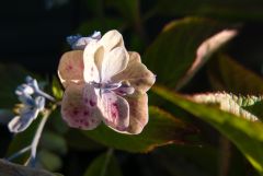 L100039501