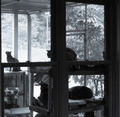 Cat Room