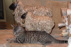Cat and Sheep