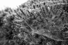 Gorse