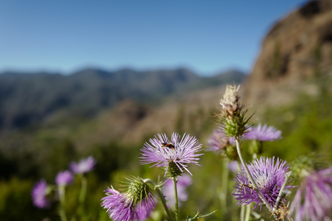 Flowers of Gran Canaria