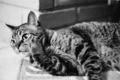 William