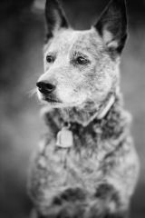 Kahula Blueheeler Leica M6