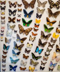 Lepidoptera