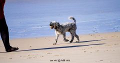 Walkies
