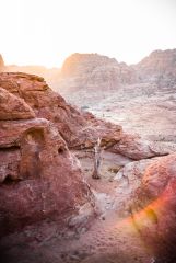 Petra tree