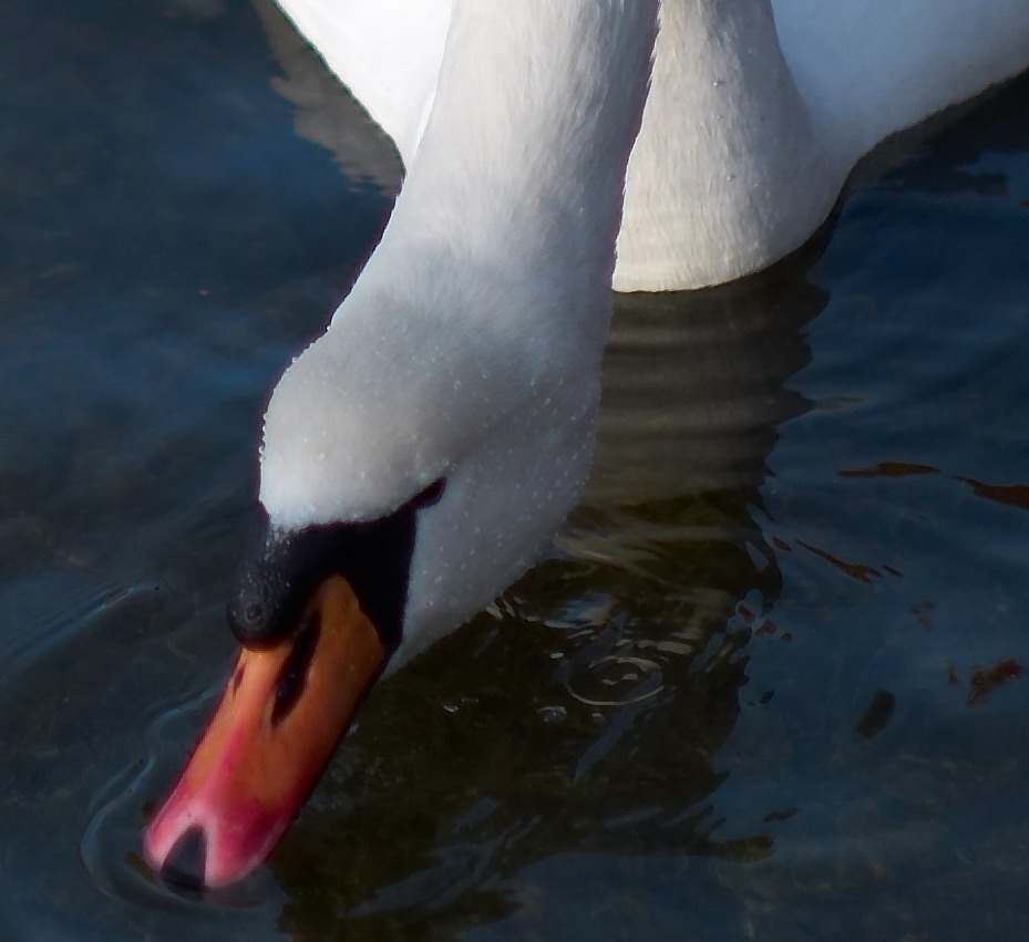 M8 / 50mm f/1.4 Summilux-M III