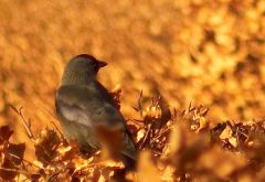 Spring - L1000403 resize