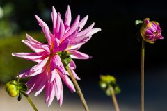 Dalia 34