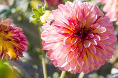flowerbug 6