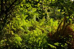 Late afternoon Anacapri Forrest