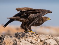Steppe Eagle , Salalah, Oman