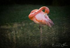 San Diego Zoo, CA