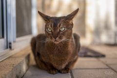 Felix loves to be photographed