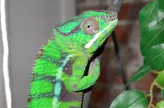 Léon the cameleon