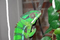 Léon the cameleon