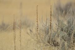 Grasses and Sage Brush