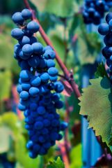 Classic grape image