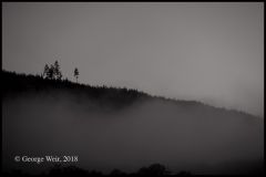 Morning Mist, Olympic National Park