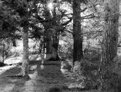 L1003636 1
