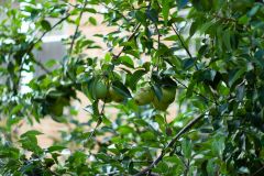 Pear Shape