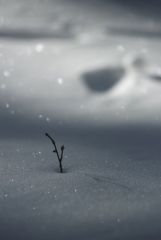 Determination