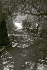 Bench