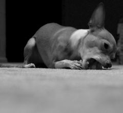 Killer Dog