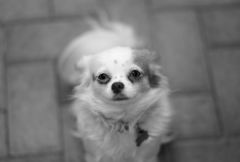 Roxy