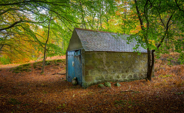 Abandoned in the woods (1 of 1).JPG