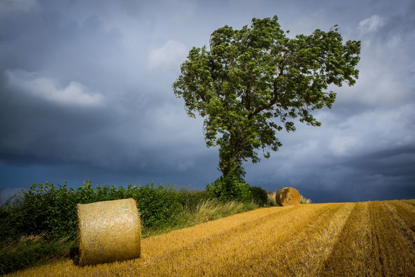Tree in the Field (1 of 1).JPG