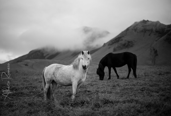 caballos.jpg