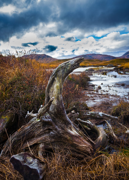Dead and Decaying (1 of 1).JPG