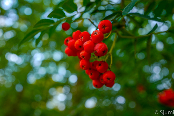 Vogelbeeren