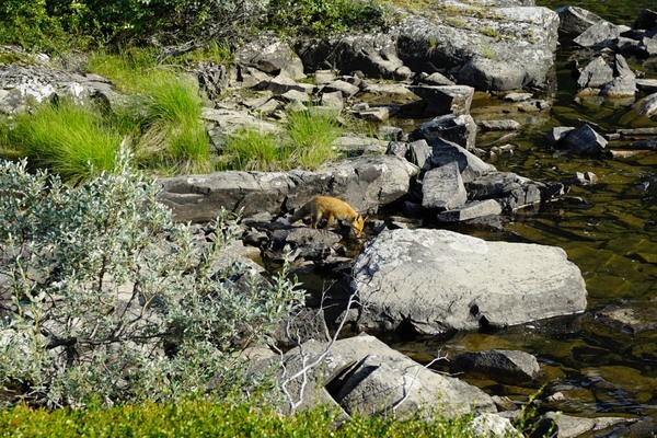 _DSC1008_1024FOX.jpg