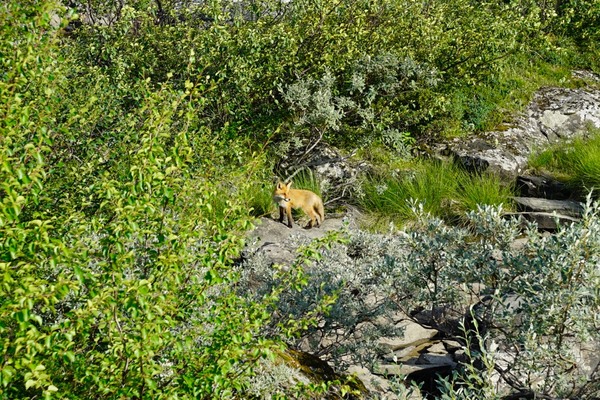 _DSC1015_1024TUNDRAFOX.jpg