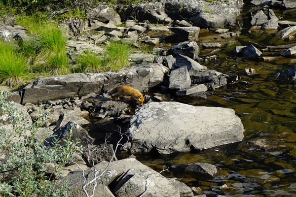 _DSC1026_1024FISHFOX.jpg