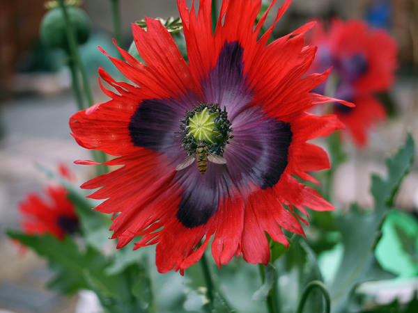 WASP ON POPPY .jpg