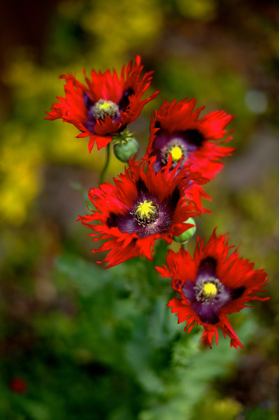 poppies2-2.JPG