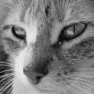 perrohunter