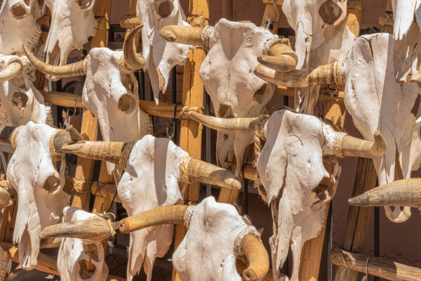 Steer Skulls.jpg