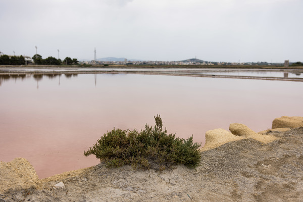 Lonely dweller, salt flats, Trapani