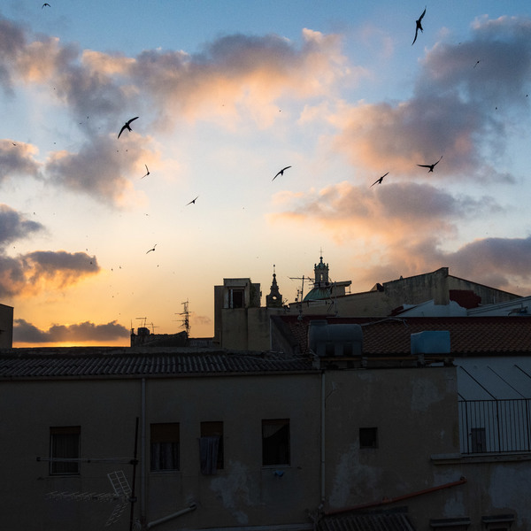 Swallows in flight, Palermo