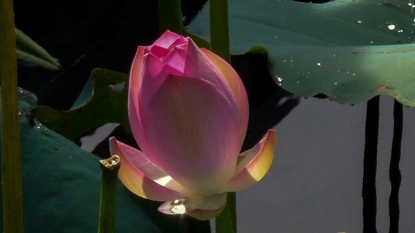 P1010076.jpg