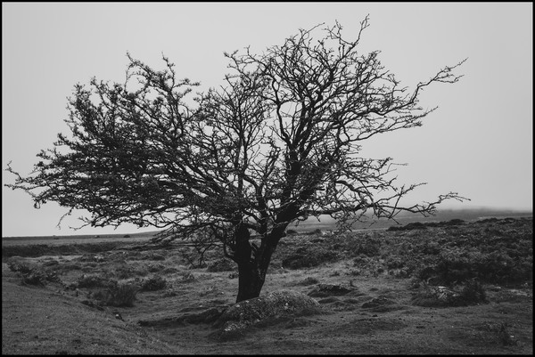 Dartmoor, after the rain